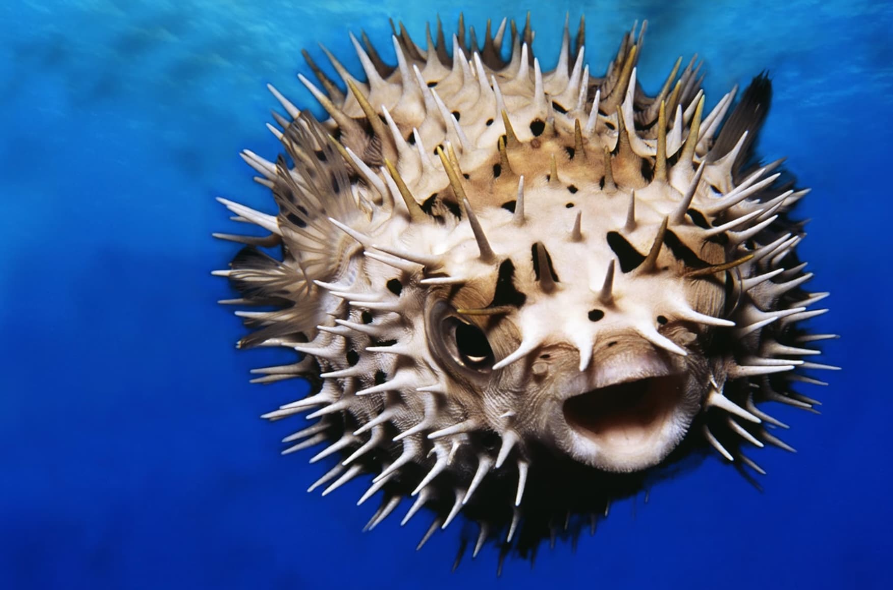 ocean puffer fish